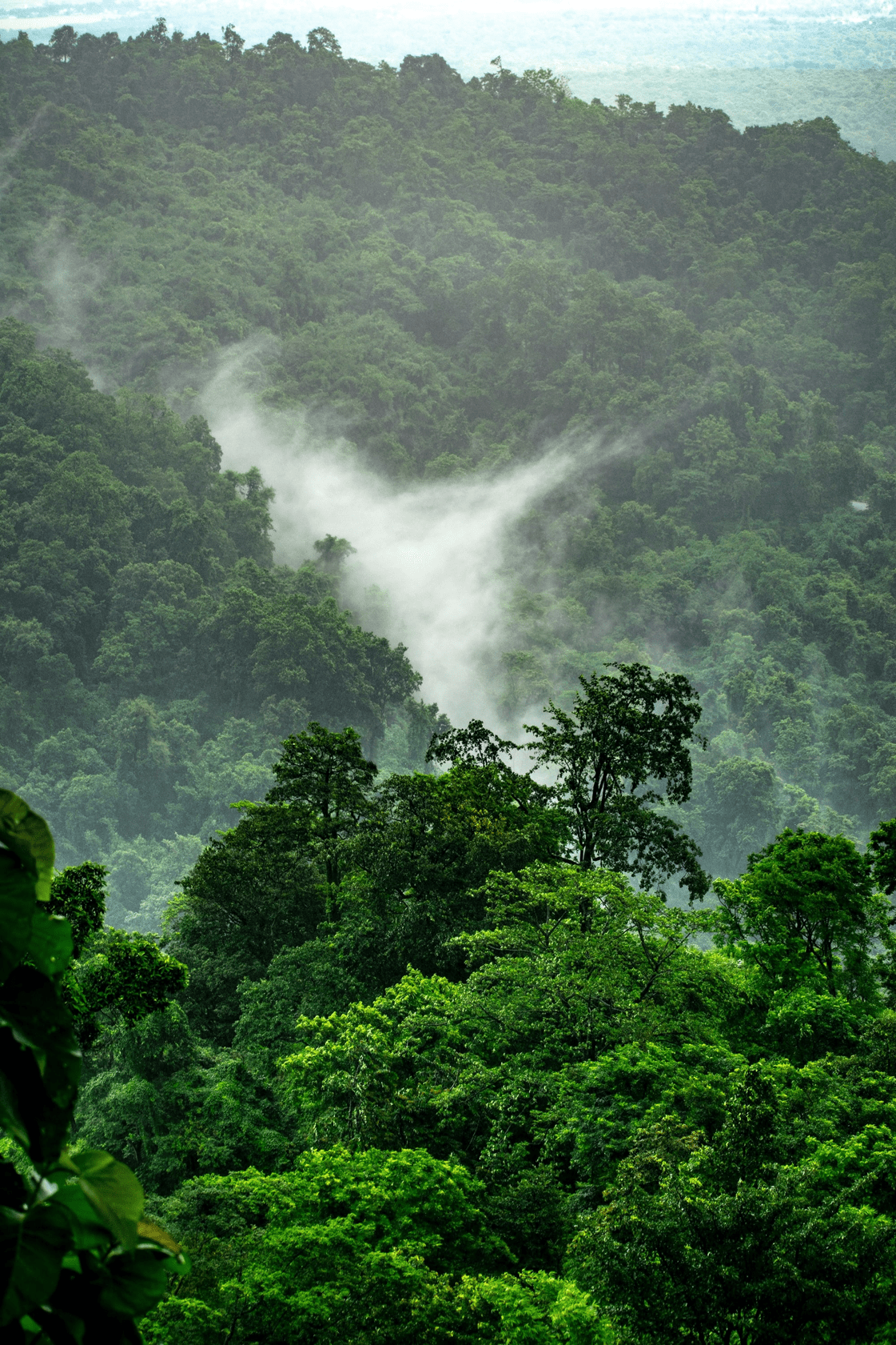 rain forest